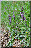 Orchis mascula