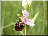 Ophrys frelon
