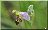 Ophrys apifera