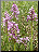 Orchis miliitaire