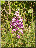 Orchis militaire