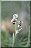 Ophrys apifera