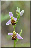 Ophrys apifera