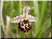 Ophrys frelon