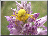 Thomise sur Orchis militaire