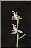 Ophrys apifera