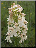 Orchis pourpre partiellement hypochrome