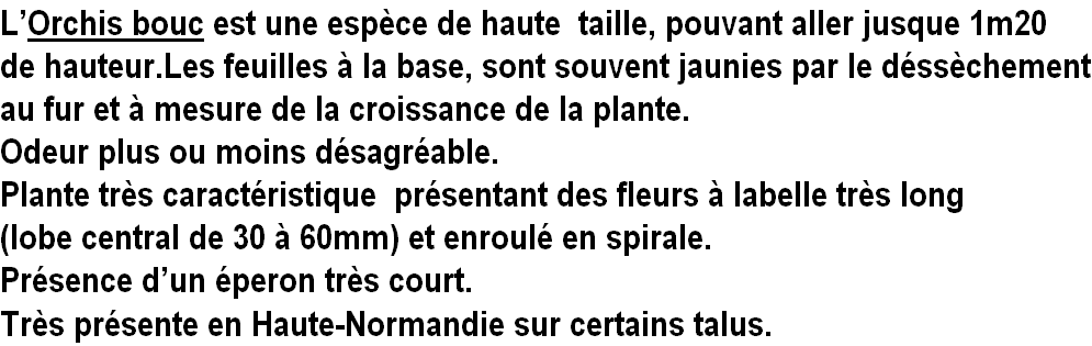 wp13bab787.png