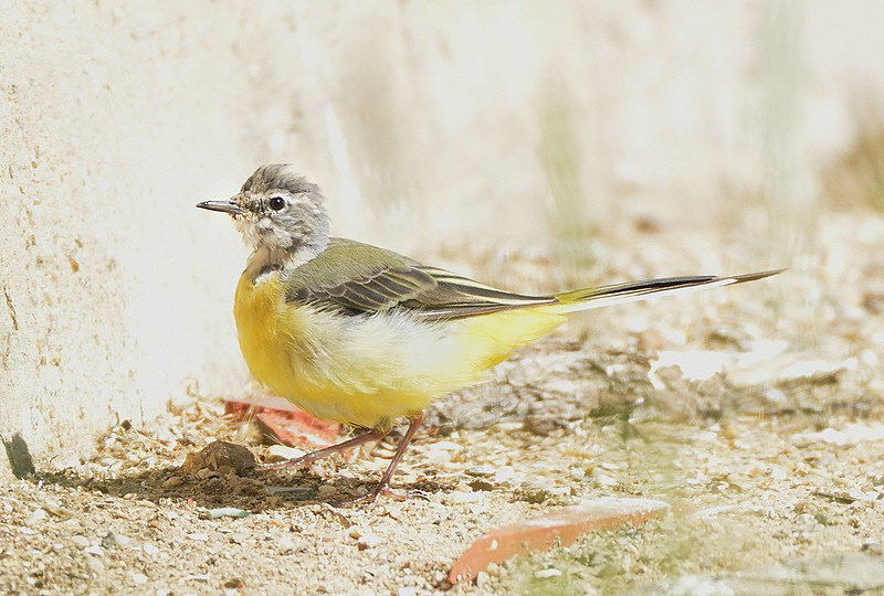 wp163a6bc3_0f.jpg