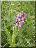 Orchis incarnat