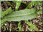 D. praetermissa var. junialis