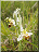 Ophrys abeille