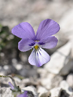 wp23afb236_0f.jpg