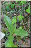 Orchis purpurea, lusus