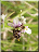 Ophrys frelon