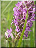 Orchis incarnat