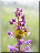 Thomise sur Orchis militaire