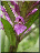 Dactylorhiza praetermissa