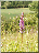 Orchis moucheron