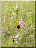 Ophrys abeille