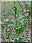 Epipactis helleborine