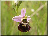 Ophrys frelon