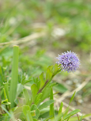 wp370a4f61_0f.jpg