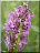 Orchis incarnat