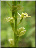 Liparis de Loesel
