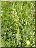 Orchis grenouille, plante entière