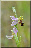 Ophrys apifera