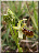 Ophrys petite araignée