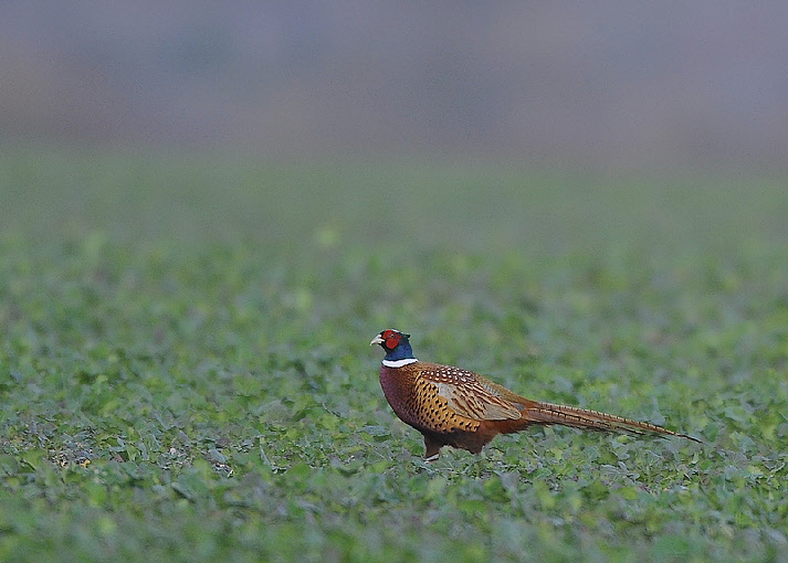 wp475c0e95_0f.jpg