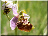 Ophrys frelon