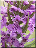 D. praetermissa var. junialis