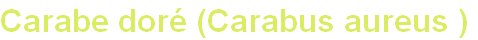 wp549c66df.png