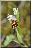 Ophrys apifera, prémices