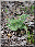 Epipactis helleborine