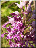 Orchis militaire