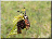 Zygène sur Ophrys araignée