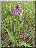 D.praetermissa var. junialis, plante entière