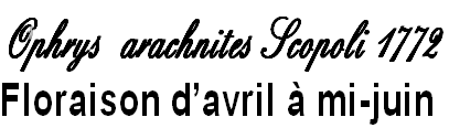 wp5f96b054.png