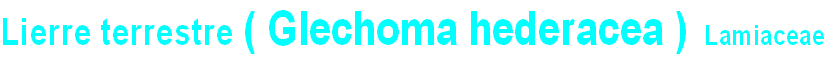 wp604a762c.png