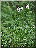 Orchis maculé