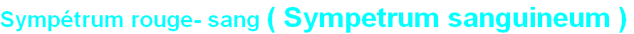 wp6a437d77.png