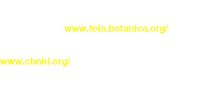 wp6c16346d.png