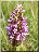 Orchis incarnat