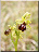 Ophrys petite araignée