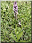 D.praetermissa, plante entière