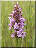 Dactylorhiza praetermissa